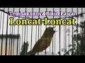 Download Lagu Tembakannya Bikin Pleci Lawan Loncat, Pleci Nembak Panjang