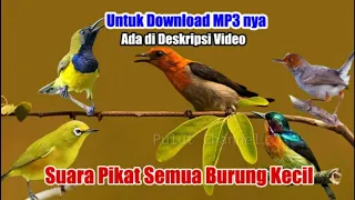 mantap suara pikat semua burung kecil sogok ontong abangan prenjak manggar pleci dll 