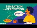 Sensation vs Perception Explained Psychology Basics with Real-Life Examples