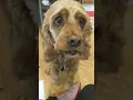November Bark Box Opening