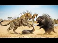 Lagu Porcupine vs Leopard vs Cobra 🐗🐆🐍 | Wildest Battle for Survival Ever!