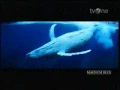 Download Lagu TvOne Magnum Blue 22 56