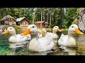 Lagu Soothe a Tired Mind 🍃 White Ducks on Clear Water with Soft Piano \u0026 Bird Sounds 💚
