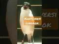 Download Lagu masteran Kunti versi cungkok. suara jernih
