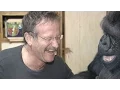 Download Lagu Koko's Tribute to Robin Williams