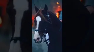 زمانك بستان صلاح الدين الأيوبي 