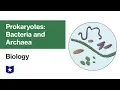 Prokaryotes Bacteria and Archaea Biology