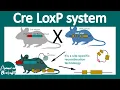 Download Lagu Cre lox system | Conditional gene knockout using the Cre Lox system | site specific recombination