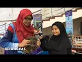 Download Lagu #AWANIJr:  Macam Belangkas