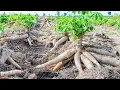 Download Lagu Asian Agriculture Technology Farm - Cassava Cultivation Farming and Harvesting