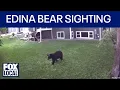 Black bear spotted wandering Edina neighborhood