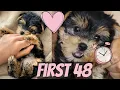 FIRST 48 HOURS W A NEW YORKIE PUPPY GOOD BAD UGLY