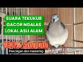 Lagu SUARA TEKUKUR GACOR NGALAS LOKAL ASLI ALAM UNTUK PANCINGAN PALING AMPUH