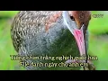 Download Lagu Tiếng chim trằng nghịch, quốc hoa bản đánh ngày.