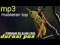 Download Lagu MASTERAN BELALANG EMAS TEMBAKAN PANJANG