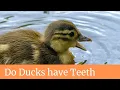 Download Lagu Do Ducks have Teeth || Do ducks have teeth on their tongue || Do ducks have teeth on tongue