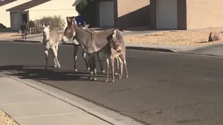 Donkey Mateng تزاوج حمير 