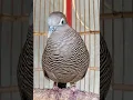 Download Lagu Burung Perkutut Lokal Gacor Suara Paling Ampuh Untuk Memikat Burung Perkutut Agar Berbunyi