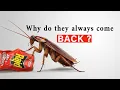 How I Finally Stopped Roaches From Coming Back For Good