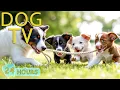 Download Lagu DOG TV: Best Videos Prevent Boredom for Dogs While You’re Away Home - Happy \u0026 Funny Music for Dogs