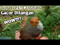 Download Lagu Wow!!? Hasil Pikat Gacor Di Tangan | dapat burung perjak | trik terbaru 2019jebakan burung pernjak