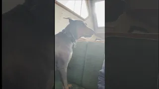 SHES SUCH A BIG BABY ! #petsofyoutube #sailing #travel #boatlife #doberman #violet
