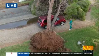 FIRST ALERT WEATHER Storms uproot trees in the East Valley