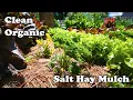 Why Salt Hay Beats Straw as Your Vegetable Garden Mulch Mid-Atlantic Pine Straw