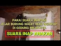 Download Lagu suara inap ini cocok untuk menjadi solusi burung walet yang tidak mau nginap