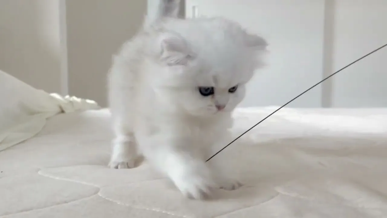 動画
