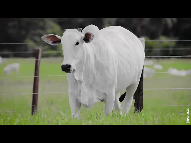 Novilha Nelore AFOM - 5744