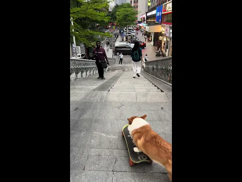 Okay...park the car and go into the hole. The dog becomes a sperm. The dog rides on a skateboard an