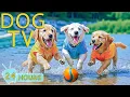Download Lagu DOG TV: Best Anti-Anxiety Videos \u0026 Relax Music for Dogs Left Home Alone - Entertain Music for Dogs
