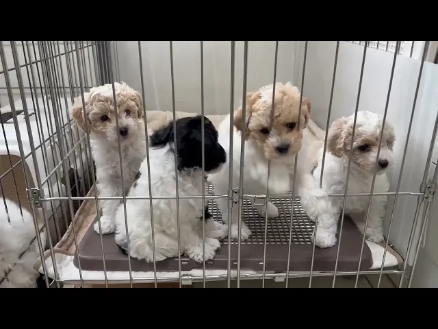 動画