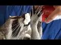 Download Lagu Taste Test to Find a Raccoons Favorite Snack!
