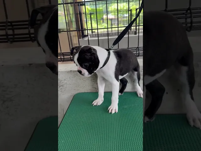 動画
