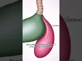 Anatomy Coloring Book Printable Gallbladder Diagram Fun Study Tool for Nursing Students
