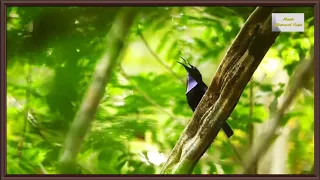 شاهد اجمل طيور العالم توجد في غابات الامازون 