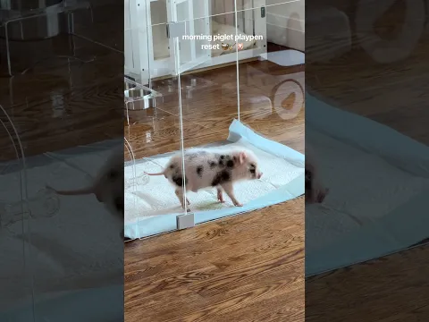 Morning piglet playpen reset!