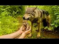 Download Lagu After a mother wolf 🐺 trusted me, what happened next was truly amazing. 🐺🥰😘❤❤❤