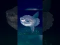 Download Lagu Creatures of the Deep: Twilight Zone
