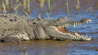 top 50 curiozitati despre crocodili