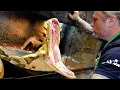 GIANT SNAKE GOES NUTS BITES ME BRIAN BARCZYK