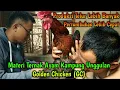 Lagu Ayam Kampung Unggulan Golden Chicken (GC) || Pertumbuhan Cepat + Produksi Telur Lbh Banyak