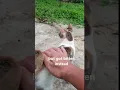 Download Lagu Got Bitten when i Petted a Stray Cat 😬 #shorts