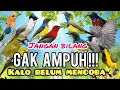 Download Lagu SUARA PIKAT BURUNG KECIL  Kombinasi Kutilang Ribut Dan Kolibri Ribut