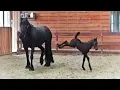 5 days old Friesian horse filly Mathilde for the first time at the inside arena so cute