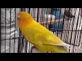 Download Lagu masteran lovebird isian tengkek buto cililin jernih