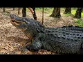 BIGGEST GATOR EATS RACK OF RIBS sanctuary vlog