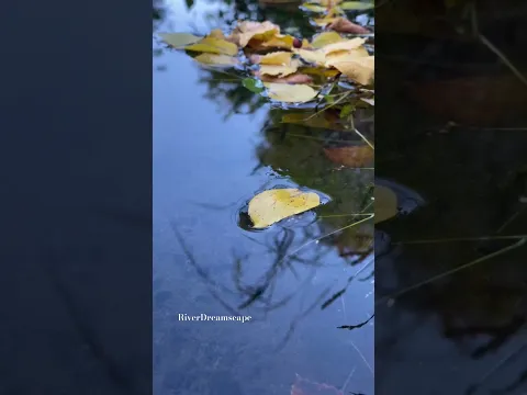 Pure Nature & River Sounds #relaxing #art #lifeisbutadream